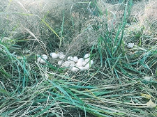 農(nóng)場(chǎng)展示